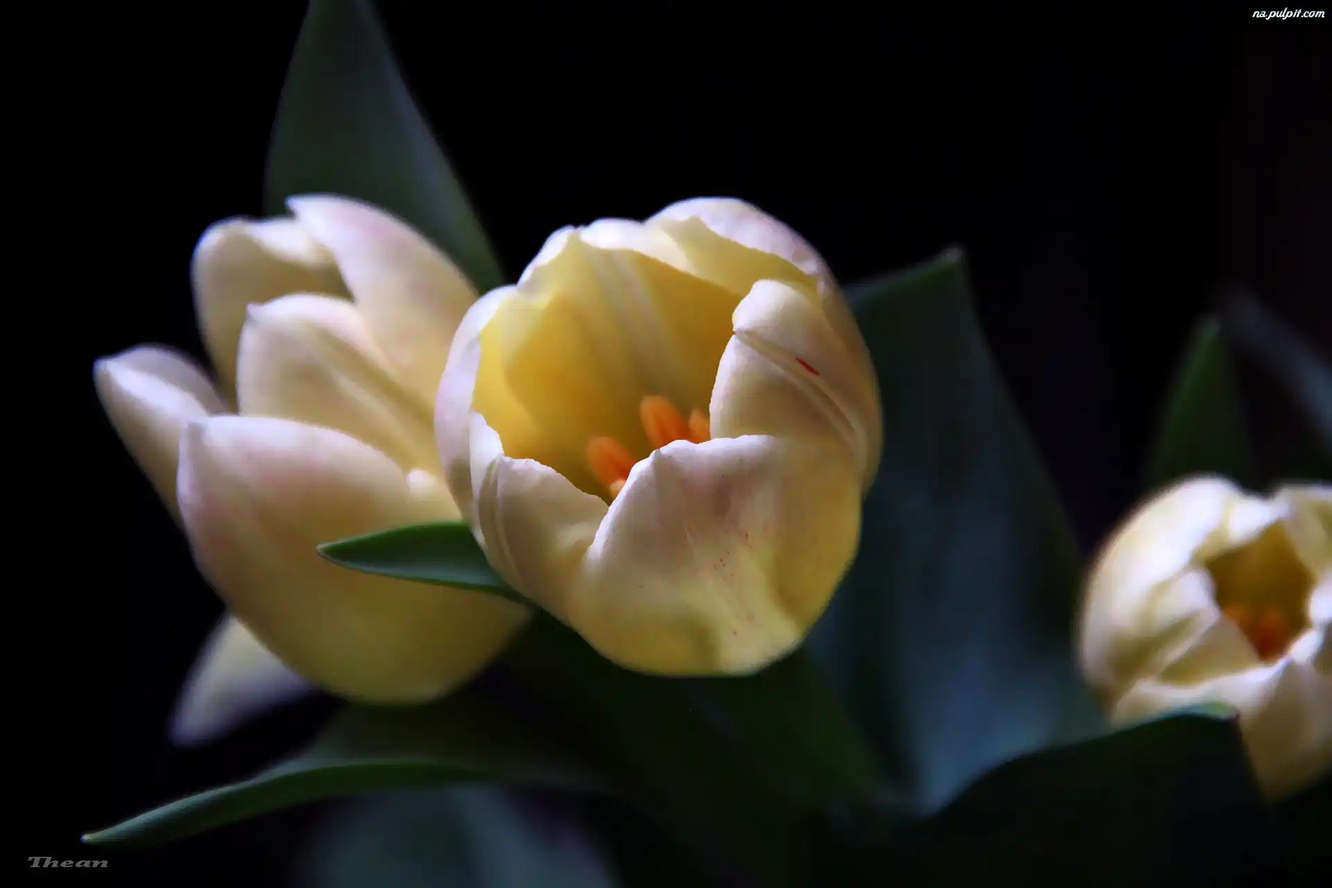 ¯ó³te, Tulipany